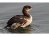 Photo of Podiceps grisegena